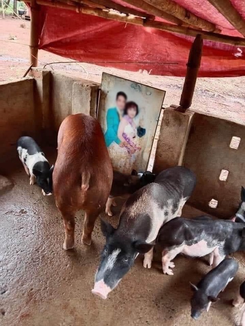 Ảnh vui 16-6: Ngọt ngào đến mấy cũng ra... chuồng heo - Ảnh 1. Ảnh vui 16-6: Ngọt ngào đến mấy cũng ra... chuồng heo - Ảnh 1.