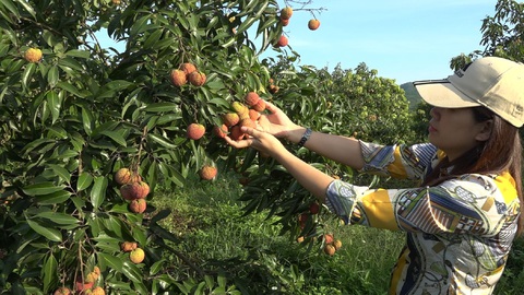 Vải không hạt Thanh Hóa đi máy bay sang Anh, Nhật Bản - Ảnh 1. Vải không hạt Thanh Hóa đi máy bay sang Anh, Nhật Bản - Ảnh 1.