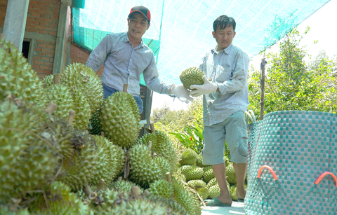 Thu hoạch sầu riêng tại vườn - Ảnh: M.TRƯỜNG Thu hoạch sầu riêng tại vườn - Ảnh: M.TRƯỜNG
