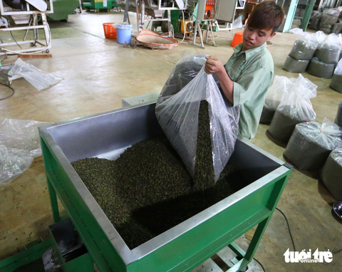 Chè Lâm Đồng không có chất nhuộm tạo màu - Ảnh 2. Chè Lâm Đồng không có chất nhuộm tạo màu - Ảnh 2.