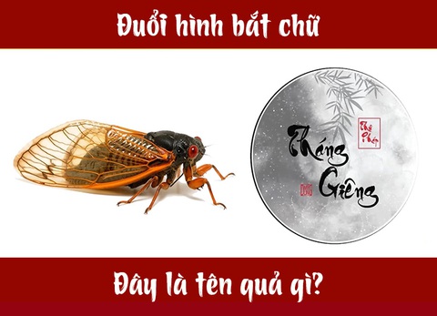 Đuổi hình bắt chữ: IQ cao có đoán được đây là tên quả gì? (P2) - Ảnh 5. Đuổi hình bắt chữ: IQ cao có đoán được đây là tên quả gì? (P2) - Ảnh 5.