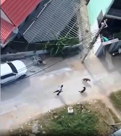 Người thả chó dữ cắn hàng xóm ở Đà Nẵng bị tuyên tội giết người - Ảnh 1. Người thả chó dữ cắn hàng xóm ở Đà Nẵng bị tuyên tội giết người - Ảnh 1.