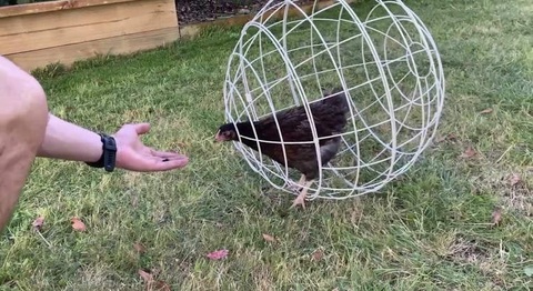 Lồng gà hình cầu gây tranh cãi vì công dụng - Ảnh 1. Lồng gà hình cầu gây tranh cãi vì công dụng - Ảnh 1.