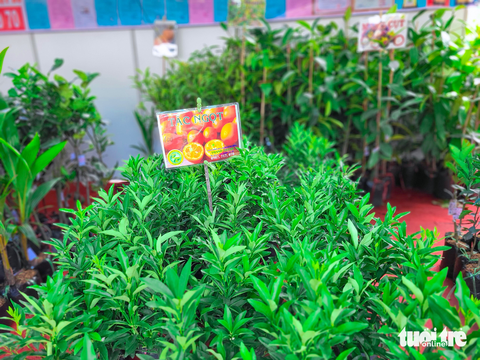 ‘Săn’ giống cây lạ tại Hội chợ triển lãm giống, nông nghiệp công nghệ cao 2023 - Ảnh 2. ‘Săn’ giống cây lạ tại Hội chợ triển lãm giống, nông nghiệp công nghệ cao 2023 - Ảnh 2.