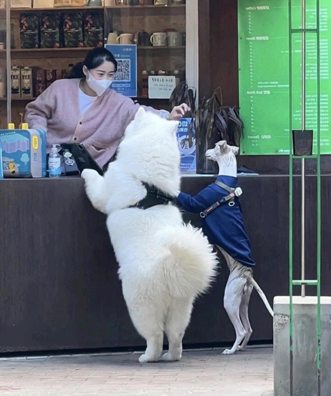 Ảnh vui 22-6: Chị ơi, bán cho em hai ly trà sữa không béo - Ảnh 1. Ảnh vui 22-6: Chị ơi, bán cho em hai ly trà sữa không béo - Ảnh 1.