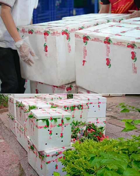 Cuối cùng, vải được đóng cẩn thận trong thùng xốp có đá và giao cho đơn vị vận chuyển đi trực tiếp từ Lục Ngạn, Bắc Giang đến trung tâm phân phối nông sản của FoodMap tại TP.HCM Cuối cùng, vải được đóng cẩn thận trong thùng xốp có đá và giao cho đơn vị vận chuyển đi trực tiếp từ Lục Ngạn, Bắc Giang đến trung tâm phân phối nông sản của FoodMap tại TP.HCM