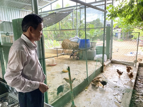 Bị "tuýt còi" khi... dựng chuồng gà - Ảnh 1. Chuồng gà có diện tích hơn 20m2 bị UBND phường Hòa Thọ Tây, quận Cẩm Lệ, Đà Nẵng “tuýt còi” - Ảnh: TRƯỜNG TRUNG