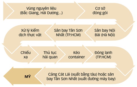 Trái vải lòng vòng qua Mỹ - Ảnh 2. Con đường vận chuyển trái vải - Đồ họa: T.ĐẠT