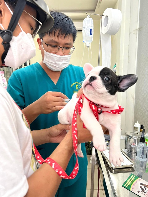 Cấp cứu "cục vàng bốn chân" - Ảnh 4. Kiểm tra sức khỏe định kỳ, tiêm phòng cho thú cưng để giảm thiểu nguy cơ bệnh tật - Ảnh: Y.TRINH