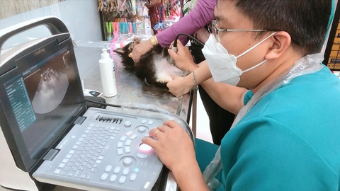 Cấp cứu "cục vàng bốn chân" - Ảnh 1. Siêu âm dò bệnh cho thú cưng