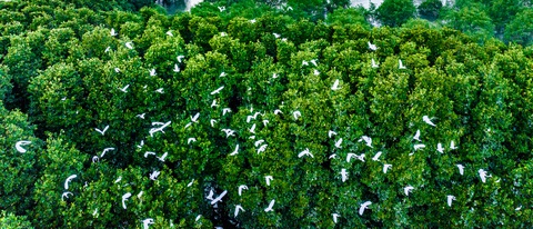 Hàng trăm, ngàn chim cò bay lượn, cất tiếng gọi nhau vang cả bầu trời - Ảnh: DŨNG NHÂN Chim cò bay lượn, cất tiếng gọi nhau vang cả bầu trời - Ảnh: DŨNG NHÂN