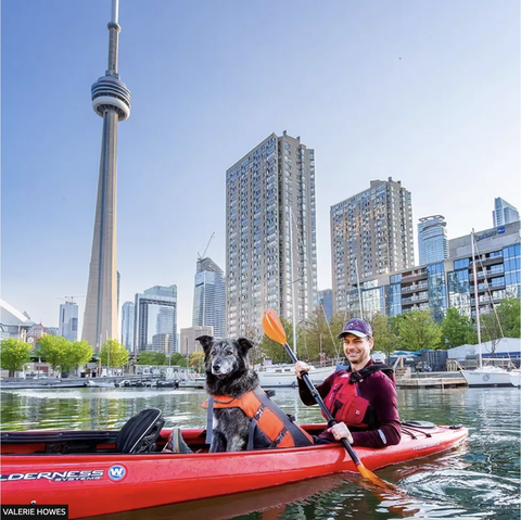 Tin tức thế giới 26-6: Hài hước 1 cô chó tranh chức thị trưởng Toronto; nhu cầu cocaine toàn cầu tăng - Ảnh 1. Molly, cô chó husky sáu tuổi là 1 trong 102 cái tên trong phiếu bầu thị trưởng thành phố Toronto, Canada - Ảnh: BBC