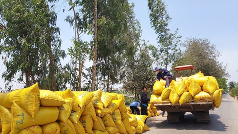 Nông dân thắng lớn vụ lúa hè thu - Ảnh 1. Nông dân trồng lúa hè thu thắng lớn vì giá lúa tăng cao hơn so với giá lúa đông xuân - Ảnh: BỬU ĐẤU