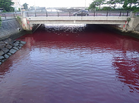 Nhật Bản: nước biển chuyển đỏ do rò rỉ chất phụ gia từ nhà máy - Ảnh 2. Nhật Bản: nước biển chuyển đỏ do rò rỉ chất phụ gia từ nhà máy - Ảnh 2.