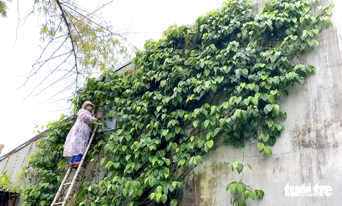 Vợ chồng ông Hiếu thu mua gốc trầu tại xã Hòa Tiến - Ảnh: B.D. Vợ chồng ông Hiếu thu mua gốc trầu tại xã Hòa Tiến - Ảnh: B.D.