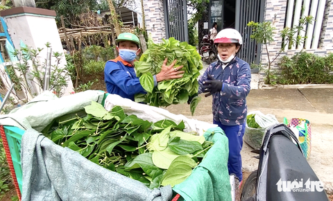 Trầu được chở về nhà phân loại trước khi đưa ra chợ tiêu thụ - Ảnh: B.D. Trầu được chở về nhà phân loại trước khi đưa ra chợ tiêu thụ - Ảnh: B.D.