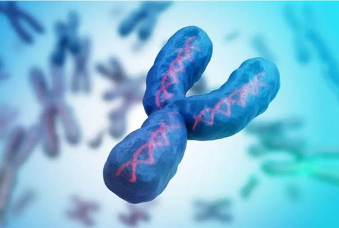 Nhiễm sắc thể Y dần biến mất, đàn ông sẽ có gene giới tính mới? - Ảnh 1. Nhiễm sắc thể Y dần biến mất, đàn ông sẽ có gene giới tính mới? - Ảnh 1.