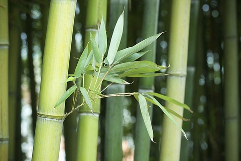 Đố vui: Cây gì càng đốt càng dài? - Ảnh 3.
