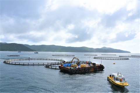 Nuôi biển công nghiệp: Cần nhân lực chất lượng cao - Ảnh 2. Nuôi biển công nghiệp: Cần nhân lực chất lượng cao - Ảnh 2.