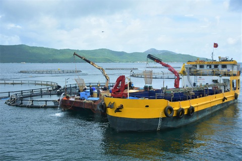 Nuôi biển công nghiệp: Cần nhân lực chất lượng cao - Ảnh 1. Nuôi biển công nghiệp: Cần nhân lực chất lượng cao - Ảnh 1.