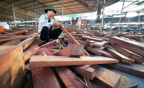 Đi săn củi tiền tỉ - Ảnh 1. Đi săn củi tiền tỉ - Ảnh 1.