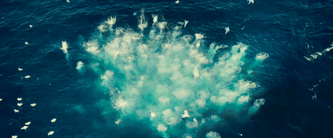 Ocean: Sẽ ra sao nếu con người cứ tàn ác với đại dương? - Ảnh 2. Ocean: Sẽ ra sao nếu con người cứ tàn ác với đại dương? - Ảnh 2.