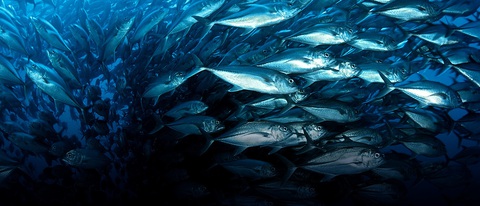 Ocean: Sẽ ra sao nếu con người cứ tàn ác với đại dương? - Ảnh 5. Ocean: Sẽ ra sao nếu con người cứ tàn ác với đại dương? - Ảnh 5.