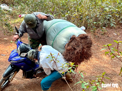 Nghề chi mà lạ rứa trời - Kỳ 6: Cào lá thông khô... kiếm tiền - Ảnh 5. Ông Luyến phụ con trai ràng bao lá thông chở về vườn - Ảnh: YẾN TRINH
