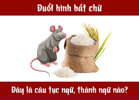 Câu tục ngữ, thành ngữ khó nhằn này là gì? (P29) - Ảnh 1. Câu tục ngữ, thành ngữ khó nhằn này là gì? (P29) - Ảnh 1.