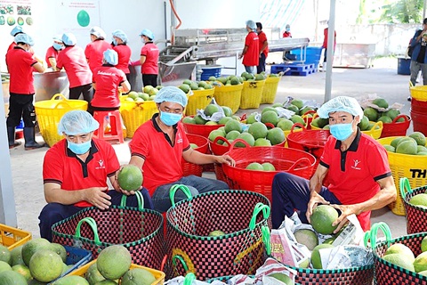Nhiều quy định mới nghiêm ngặt hơn, hàng nông sản xuất khẩu EU vướng thêm rào cản - Ảnh 1. Nhiều quy định mới nghiêm ngặt hơn, hàng nông sản xuất khẩu EU vướng thêm rào cản - Ảnh 1.