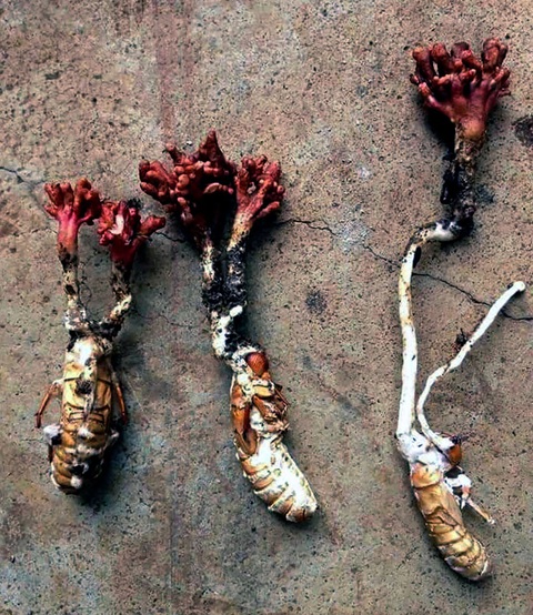 Chiên nhộng ve sầu ăn, hai mẹ con cùng nhập viện cấp cứu - Ảnh 1. Bác sĩ khuyến cáo người dân tuyệt đối không ăn nhộng ve sầu nhiễm nấm có thể dẫn tới ngộ độc - Ảnh: TTO