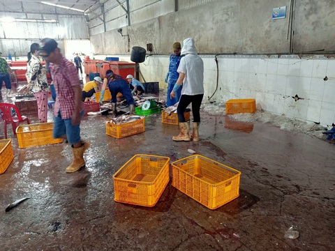 Dân tố cơ sở phi lê cá tra làm kênh Tư ô nhiễm nặng - Ảnh 2. Dân tố cơ sở phi lê cá tra làm kênh Tư ô nhiễm nặng - Ảnh 2.