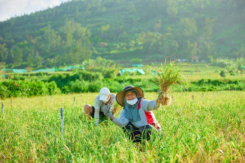 'Cú bắt tay' mở ra cơ hội nâng tầm giá trị đặc sản tỏi Lý Sơn - Ảnh 2. Tỏi Lý Sơn thực sự là một sản vật "vàng"