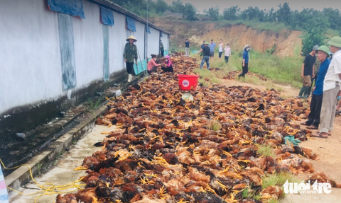 Dân làng xúm tay 'giải cứu' gà chết ngạt, trâu bị sét đánh - Ảnh 1. Hàng ngàn con gà trong trang trại gia đình anh Phố bị chết ngạt do sự cố điện - Ảnh: HÀ ANH