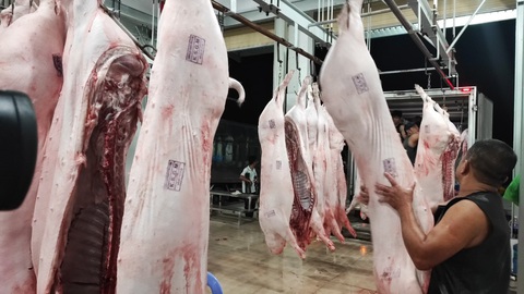 Heo được giết mổ tại một cơ sở ở TP.HCM - Ảnh: N.TRÍ Heo được giết mổ tại một cơ sở ở TP.HCM - Ảnh: N.TRÍ
