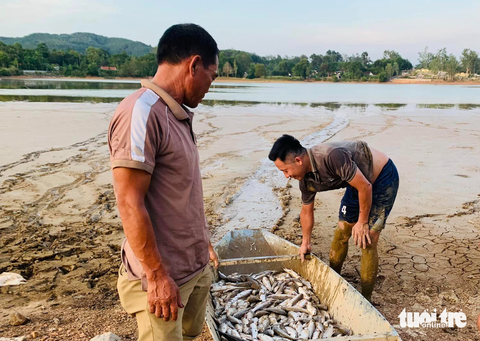 Đồng khô lúa héo, hồ cạn cá chết vì nắng nóng kéo dài - Ảnh 2. Gia đình ông Cường gom cá chết do hồ khô cạn - Ảnh: N.THẮNG