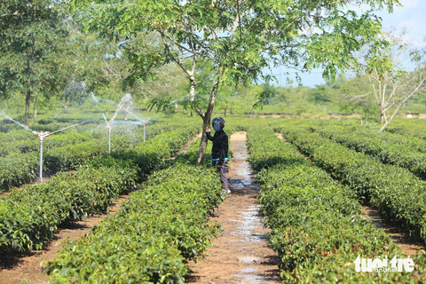 Đồng khô lúa héo, hồ cạn cá chết vì nắng nóng kéo dài - Ảnh 4. Người dân Hà Tĩnh lắp hệ thống tưới nước chống hạn cho cây chè - Ảnh: LÊ MINH