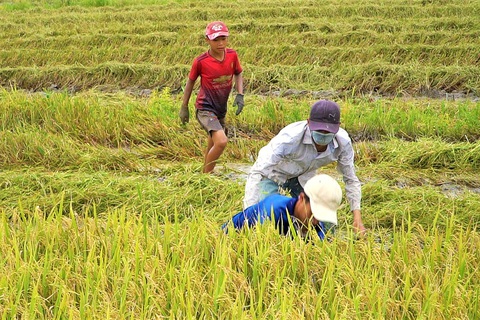 Cảnh báo thịt chuột đồng ăn bả thuốc - Ảnh 1. Bắt chuột đồng trong mùa gặt lúa - Ảnh: C.HẠNH