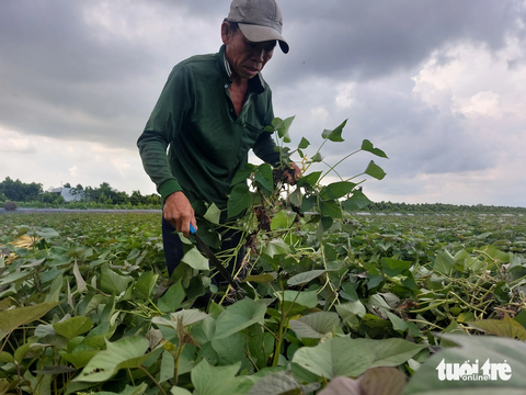Khoai lang hữu cơ sẽ không dư tồn phân thuốc hóa học - Ảnh 1. Mô hình trồng khoai lang hữu cơ tại Vĩnh Long sẽ không dư tồn phân thuốc hóa học - Ảnh: TỐNG KHOA