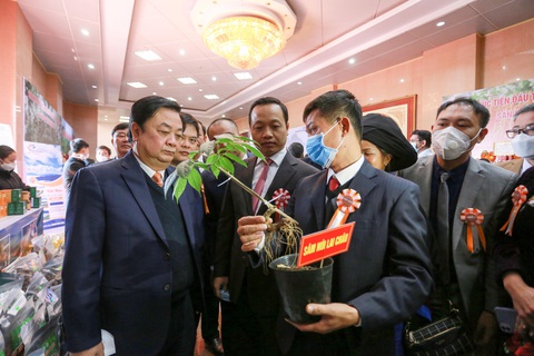 Xây dựng thương hiệu chung sâm Việt Nam hay làm riêng lẻ sâm Ngọc Linh, sâm Lai Châu?- Ảnh 2. Bộ trưởng Lê Minh Hoan tham quan khu trưng bày cây và các sản phẩm từ sâm được trồng ở Lai Châu năm 2021 - Ảnh: CHÍ TUỆ