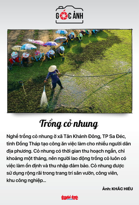 Trồng cỏ nhung - Ảnh: KHẮC HIẾU Trồng cỏ nhung - Ảnh: KHẮC HIẾU