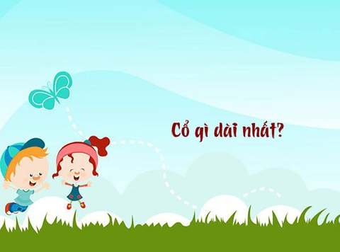 Câu đố hack não: Cổ gì dài nhất? - Ảnh 1. Câu đố hack não: Cổ gì dài nhất? - Ảnh 1.