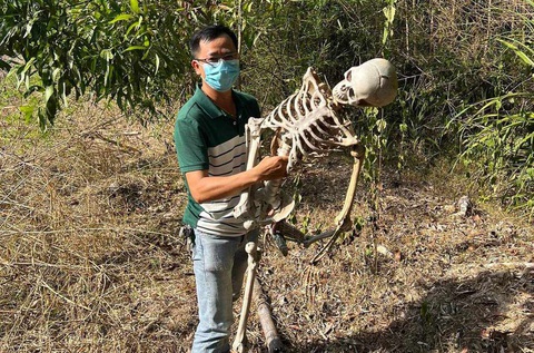 Hoảng hồn thấy bộ xương người ở rừng keo, té ra chỉ là xương mô hình bằng nhựa - Ảnh 1. Bộ xương mô hình bằng nhựa được cơ quan chức năng tiêu hủy - Ảnh: Công an cung cấp