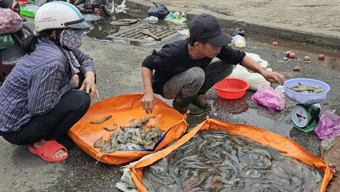 Tin tức sáng 16-7: - Ảnh 1. Tôm được tiểu thương bán ra tại một chợ lẻ ở TP.HCM với giá rẻ - Ảnh: N.TRÍ