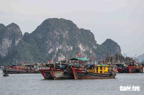 Bão số 1: Hải Phòng, Quảng Ninh đưa hơn 10.000 khách về bờ, người dân chằng chéo hàng quán - Ảnh 8. Tại Quảng Ninh, hơn 6.000 tàu cá, trong đó có 231 tàu xa bờ, đã vào bờ an toàn - Ảnh: NGUYỄN KHÁNH
