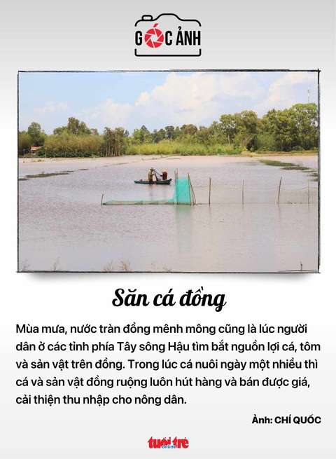Tin tức sáng 18-7: - Ảnh 7. Mùa săn cá đồng - Ảnh: CHÍ QUỐC