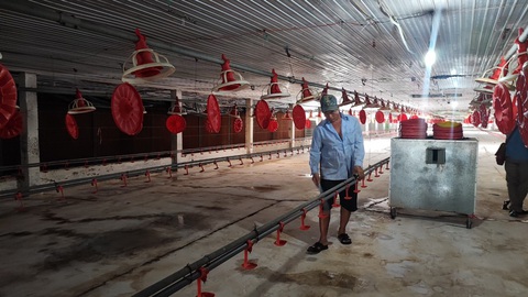 Giá gà tăng nhưng hiện nhiều nông dân vẫn chọn "treo" chuồng, không tái đàn - Ảnh: N.TRÍ Giá gà tăng nhưng hiện nhiều người nuôi vẫn chọn "treo" chuồng, không tái đàn - Ảnh: N.TRÍ