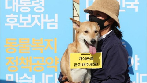 Thịt chó và những cuộc tranh cãi không hồi kết tại Hàn Quốc - Ảnh 1. "Cuộc chiến thịt chó" lại "nóng" lên ở Hàn Quốc mỗi dịp hè về - Ảnh: BBC