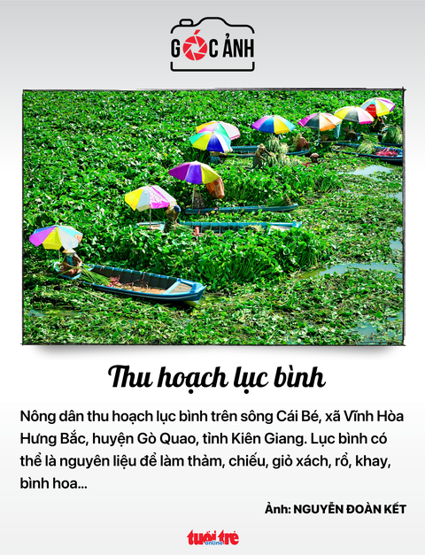 Thu hoạch lục bình - Ảnh: NGUYỄN ĐOÀN KẾT Thu hoạch lục bình - Ảnh: NGUYỄN ĐOÀN KẾT