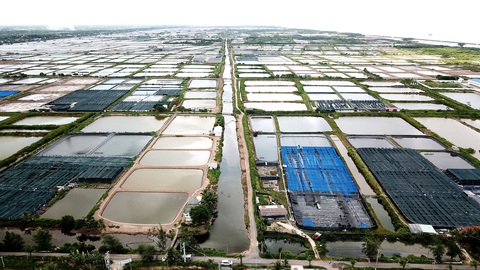 Nuôi tôm siêu thâm canh đang phát triển “nóng” ở Bạc Liêu khi diện tích nuôi đã vượt dự kiến trong 2 năm tới, đòi hỏi phải có giải pháp kiểm soát môi trường tốt hơn - Ảnh: CHÍ QUỐC Nuôi tôm siêu thâm canh đang phát triển “nóng” ở Bạc Liêu khi diện tích nuôi đã vượt dự kiến trong 2 năm tới, đòi hỏi phải có giải pháp kiểm soát môi trường tốt hơn - Ảnh: CHÍ QUỐC